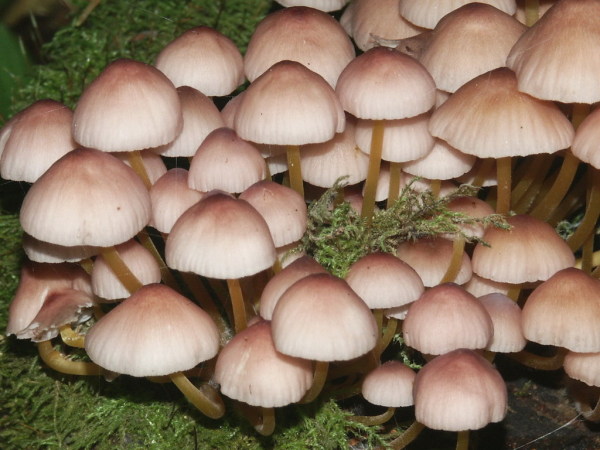 Gelbstieliger Nitrathelmling-Mycena renati