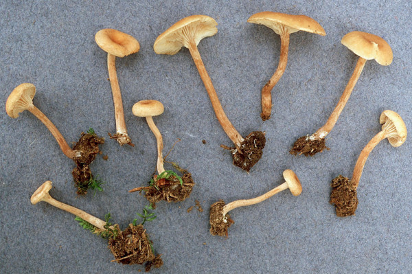 Ledergelber Nabeling-Pseudoomphalina kalchbrenneri