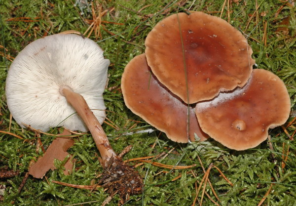 Drehstieliger Rosasporrübling-Rhodocollybia prolixa var. distorta