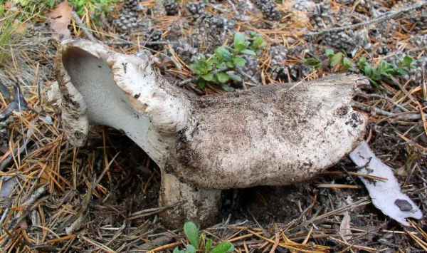 Bitterer Russporling-Boletopsis grisea