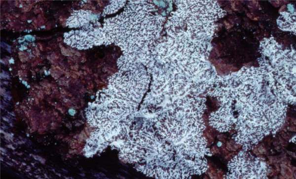 ?-Ceratiomyxa fruticulosa