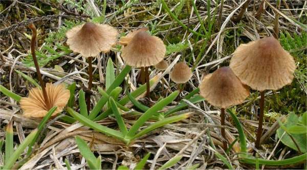 : Samthäubchen-Conocybe magnicapitata