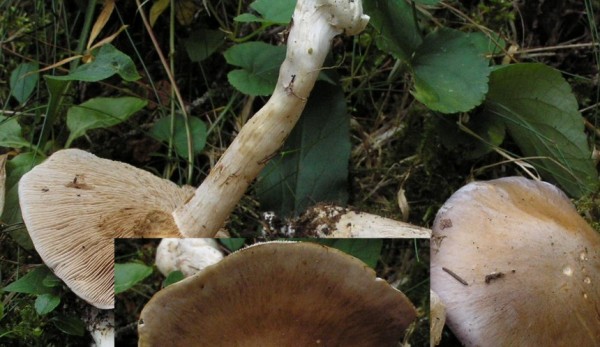 :-Cortinarius acidophilus