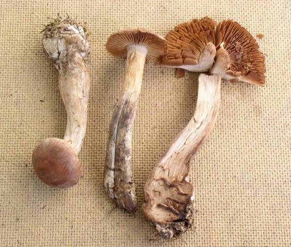Dickfüssiger Nadelwaldgürtelfuss-Cortinarius bovinus