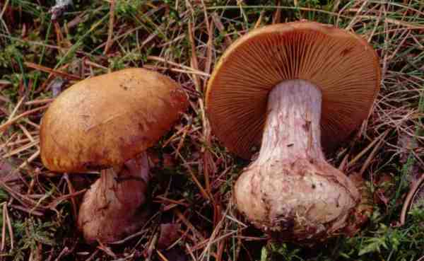 Grünvioletter Klumpfuss-Cortinarius herpeticus