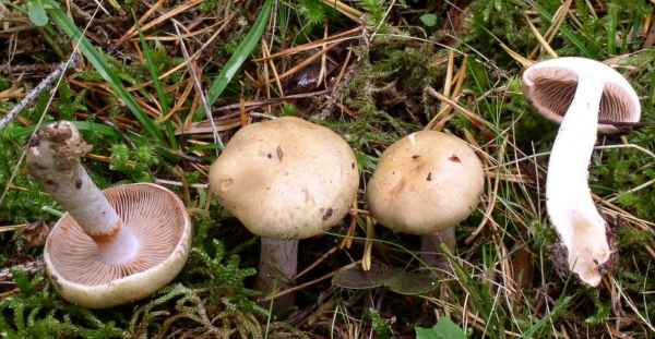 Grauwerdender Schleimfuß-Cortinarius largodelibutus