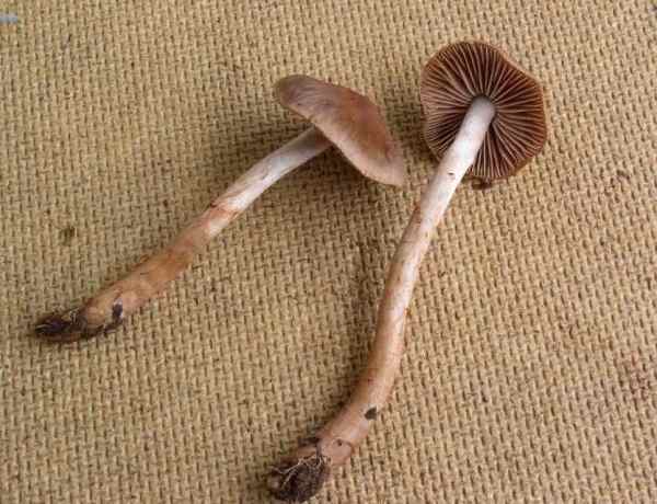 :-Cortinarius praestigiosus
