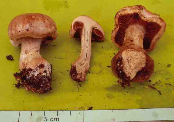:-Cortinarius semudaphilus
