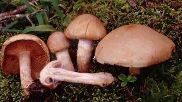 Flockiger Dickfuss-Cortinarius tabularis