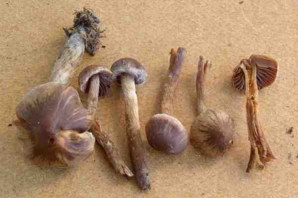 :-Cortinarius violilamellatus