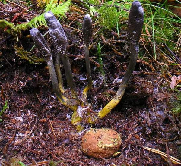 Warzige Hirschtrüffel-Elaphomyces granulatus