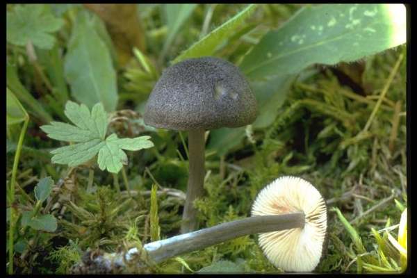Rabenschwarzer Zärtling-Entoloma corvinum