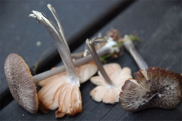 Schwarzvioletter Rötling-Entoloma nigroviolaceum