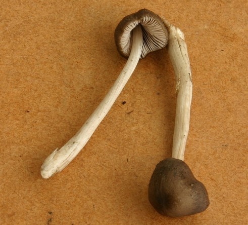Schwachgeriefter Rötling-Entoloma subradiatum