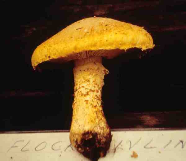 Schwefelgelber Schuppenritterling-Floccularia luteovirens forma luteovirens