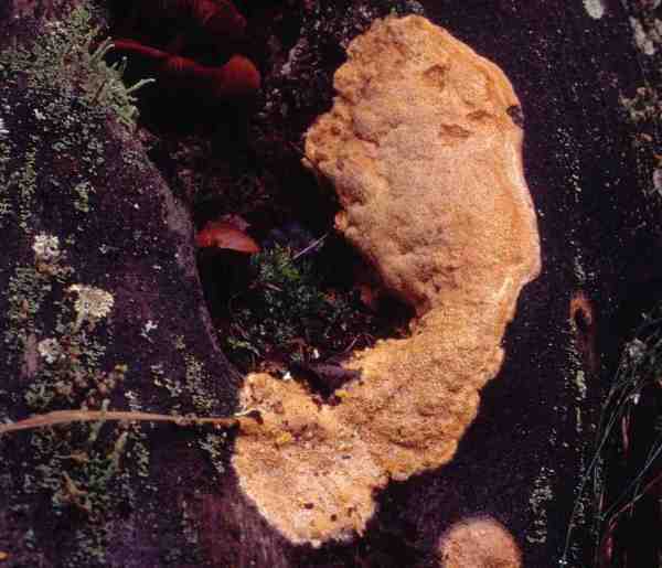 :-Erastia salmonicolor