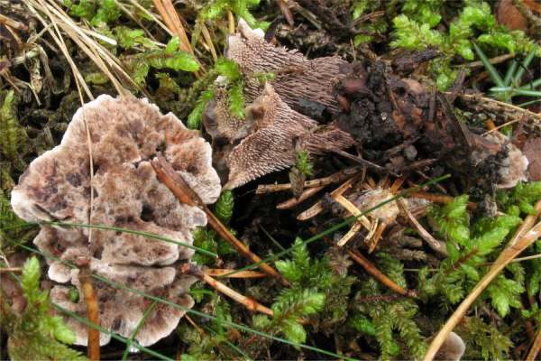Grubiger Korkstacheling-Hydnellum scrobiculatum