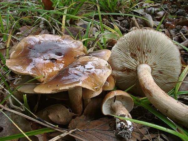 Brandiger Ritterling-Tricholoma ustale