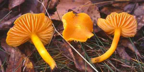 Honigsaftling-Hygrocybe reidii