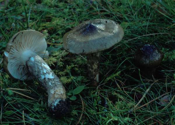 Finnischer Schneckling-Hygrophorus korhonenii