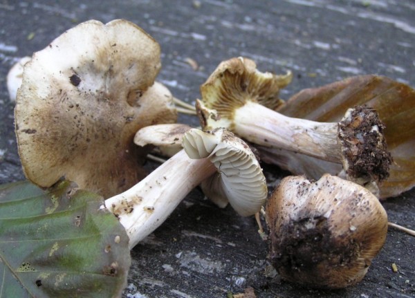 Eckigknolliger Risspilz-Inocybe calida