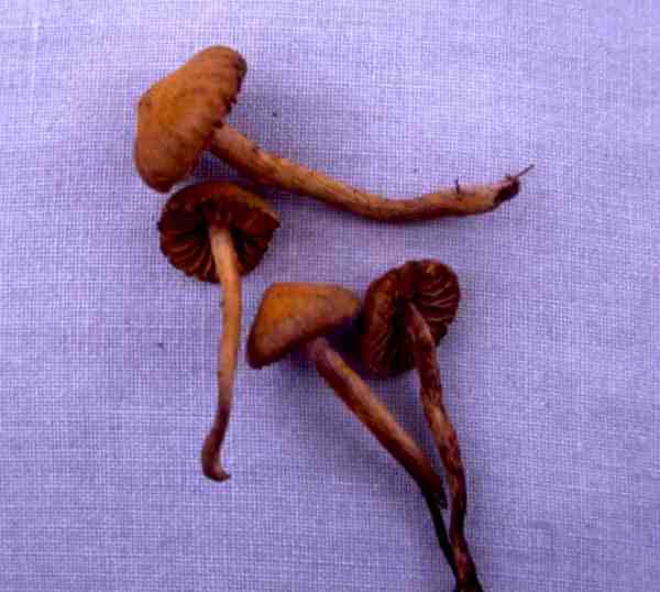 Dunkler Lacktrichterling-Laccaria purpureobadia