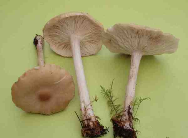 Almenweichritterling-Melanoleuca subalpina