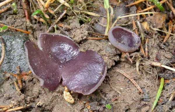 Blauvioletter Erdbecherling-Peziza celtica