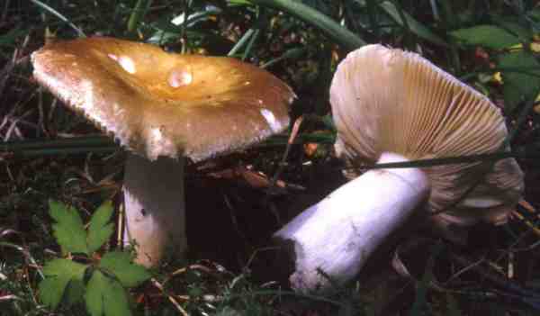 Rosabrauner Täubling-Russula cremeoavellanea