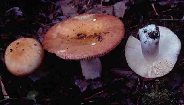 Weicher Dottertäubling-Russula intermedia