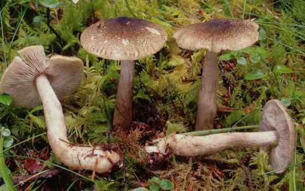 Schuppenstieliger Erd-Ritterling-Tricholoma atrosquamosum var. squarrulosum