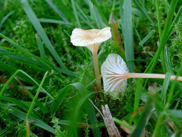 Orangegelber Heftelnabeling-Rickenella fibula