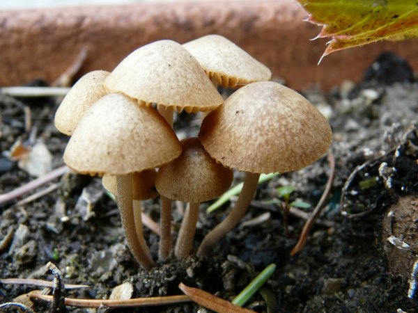 Dung-Samthäubchen-Conocybe rickenii