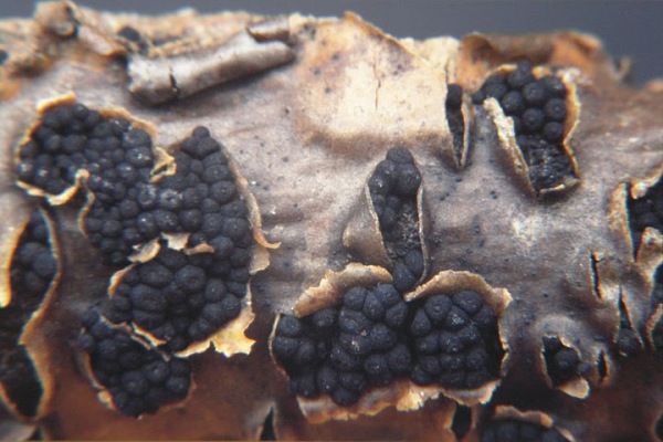 :-Cucurbitaria laburni