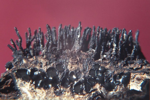 :-Eutypella scoparia