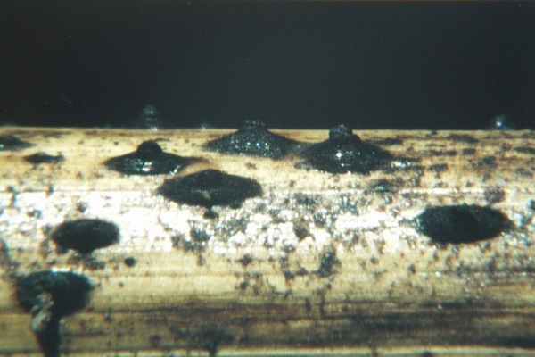 Schilf-Kugelpilz-Leptosphaeria arundinacea