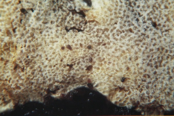 Mehliger Krustenpustelpilz-Protocrea farinosa
