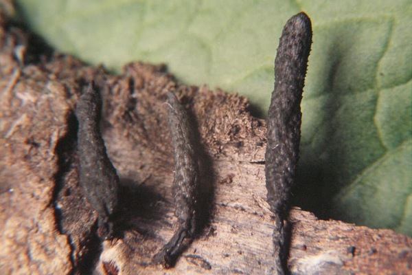 : Holzkeule-Xylaria cupressoides