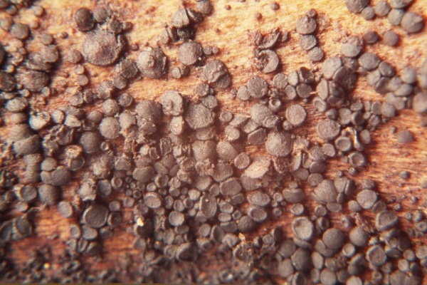 : Hartbecherchen-Durella commutata