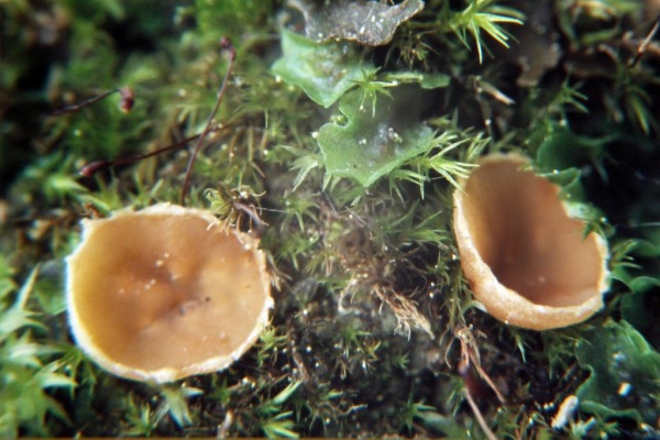 : Kohlenbecherling-Geopyxis majalis