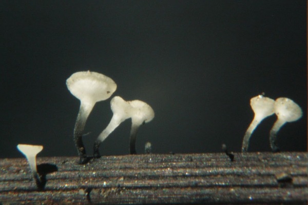 Laubblatt-Stielbecherchen-Hymenoscyphus caudatus
