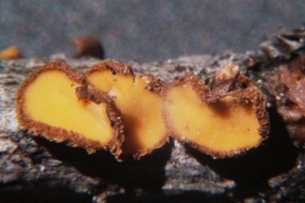 Orangegelbes Braunhaarbecherchen-Lachnellula flavovirens