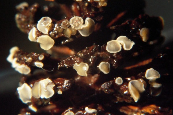 Erlenzäpfchen-Weichbecherchen-Mollisia amenticola