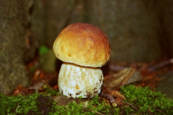 Fichtensteinpilz-Boletus edulis