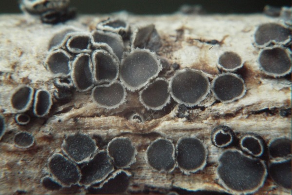 :-Pyrenopeziza arctii