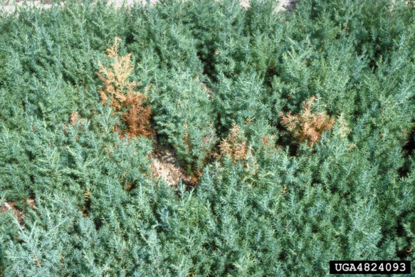 : Rindenpilz-Athelia rolfsii