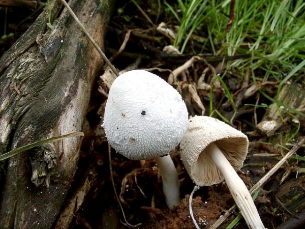 Schneeweisser Tintling-Coprinopsis nivea