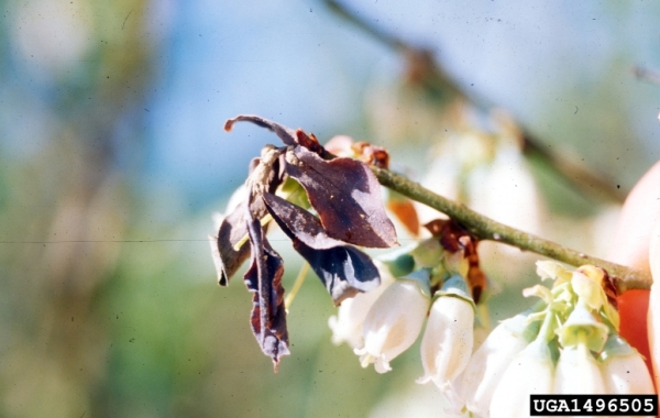 Amerikanisches Heidelbeer-Fruchtbecherchen-Monilinia vaccinii-corymbosi