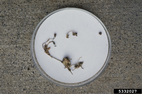 : Sklerotienbecherling-Sclerotinia trifoliorum