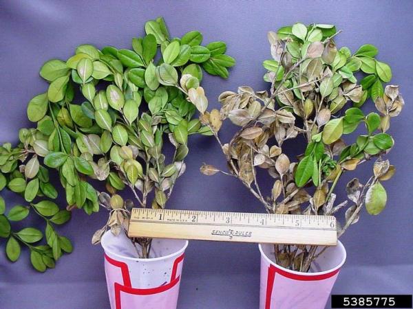 :-Pseudonectria rousseliana